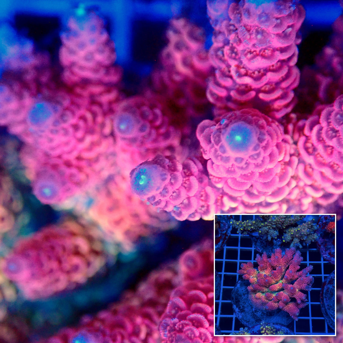 Acro Colony T3D12