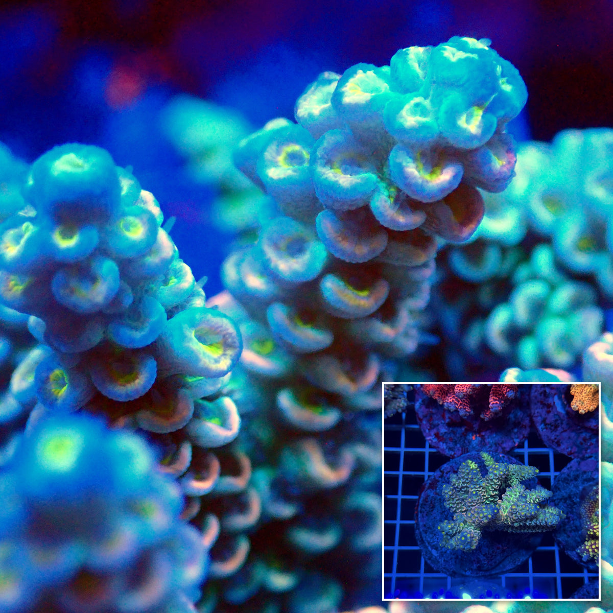 Acro Colony T3D13