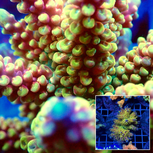 Acro Colony T3D14