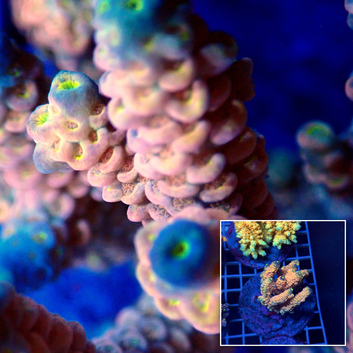 Acro Colony T3D15