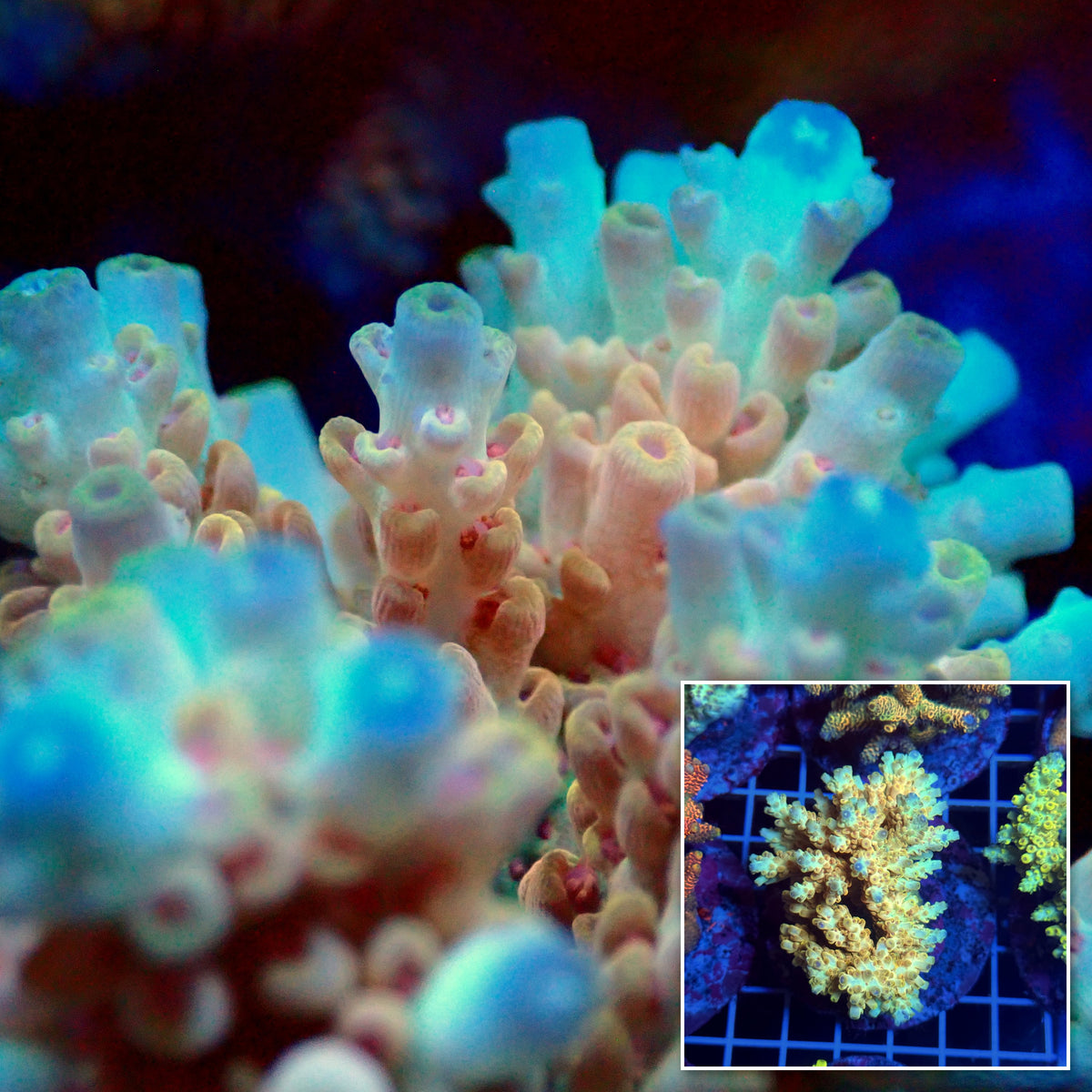 Acro Colony T3D2