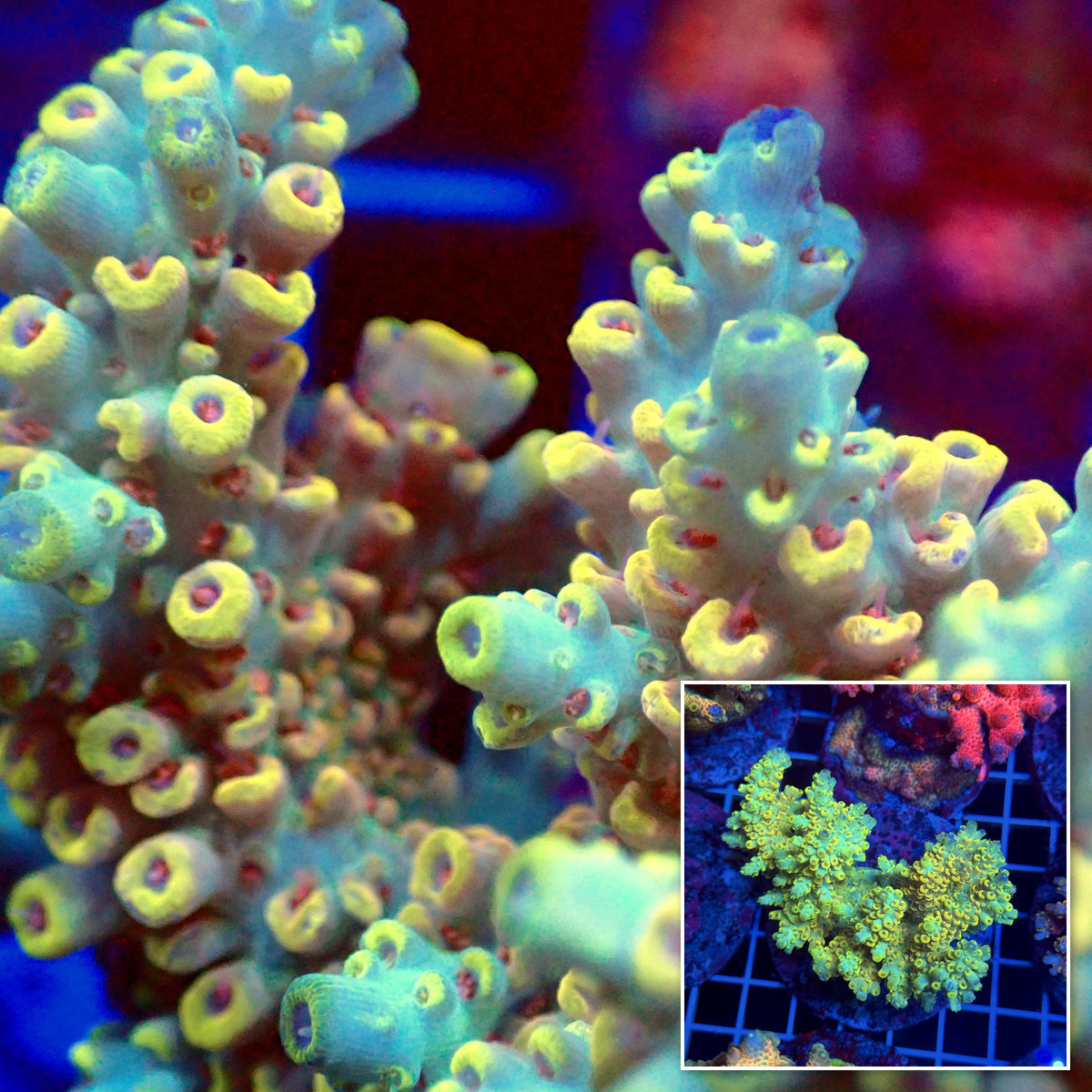 Acro Colony T3D3