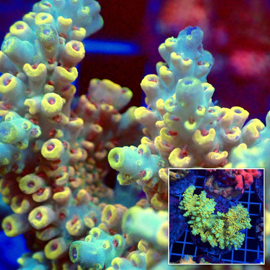 Acro Colony T3D3