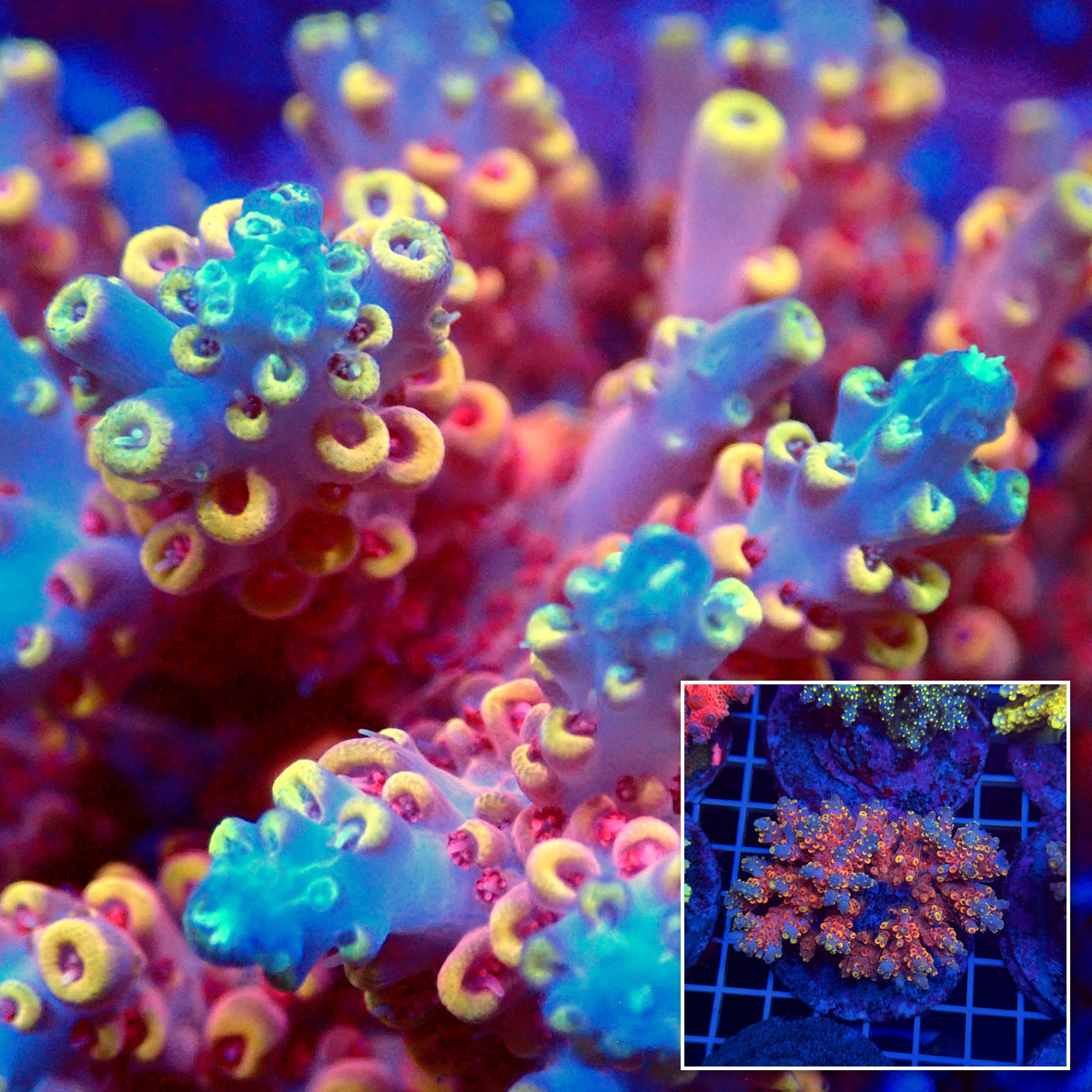 Acro Colony T3D4