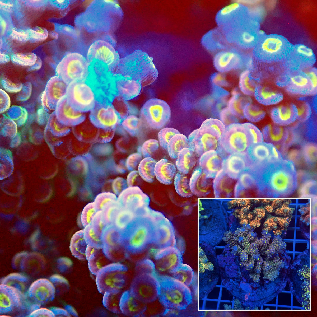 Acro Colony T3D7