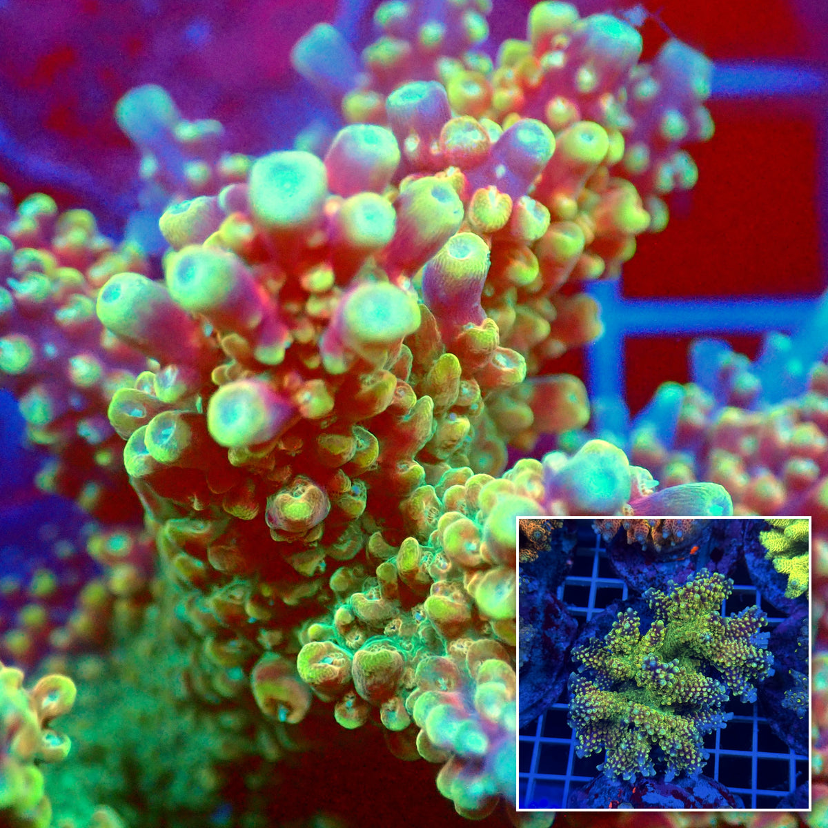 Acro Colony T3D8