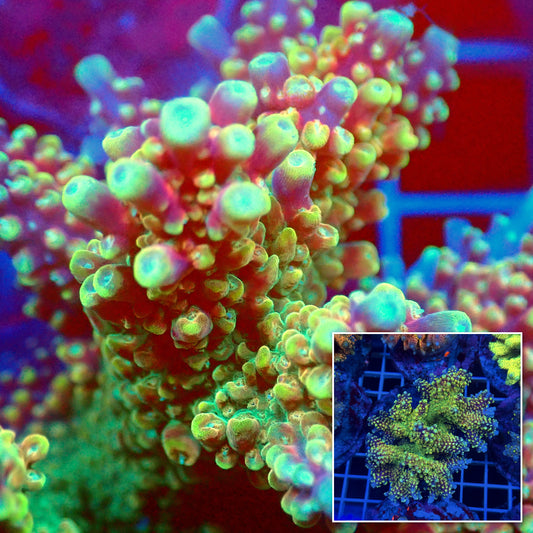 Acro Colony T3D8