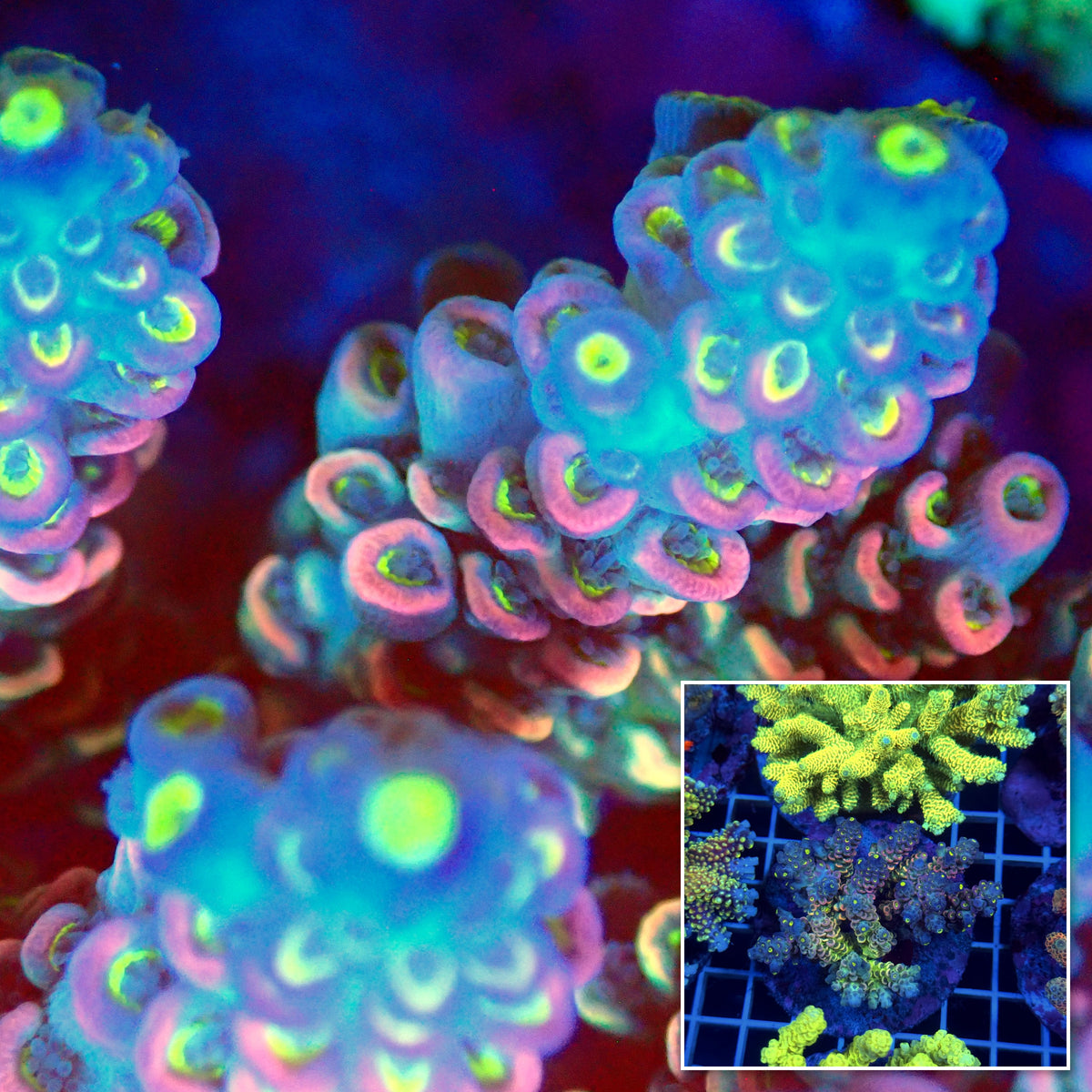 Acro Colony T3D9