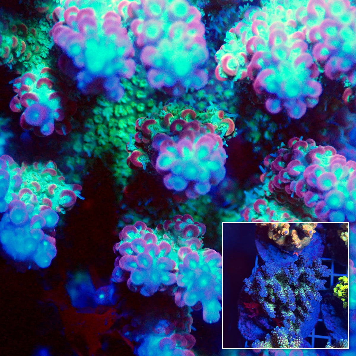 Acro Colony T3E1