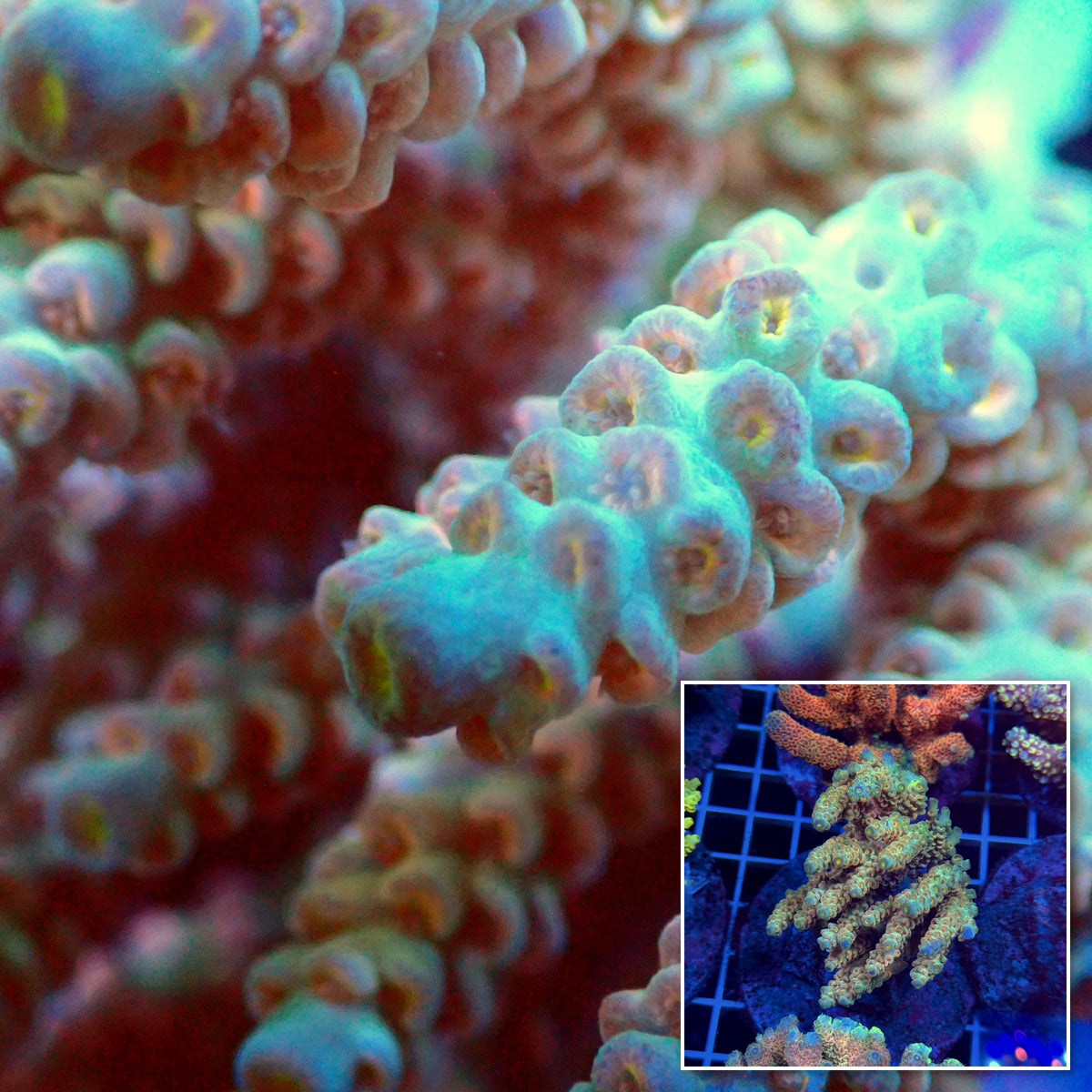Acro Colony T3E10