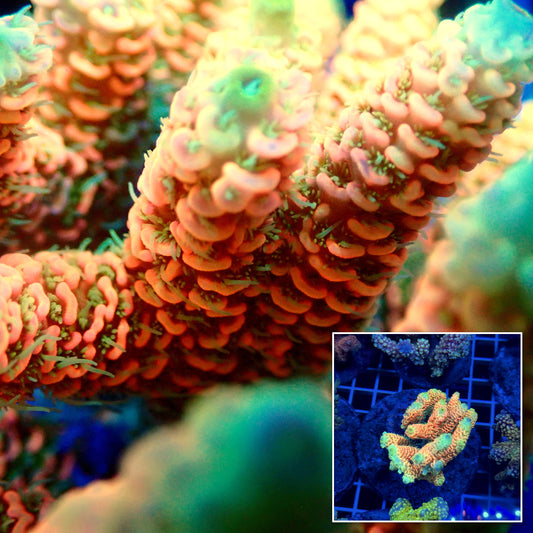 Acro Colony T3E11