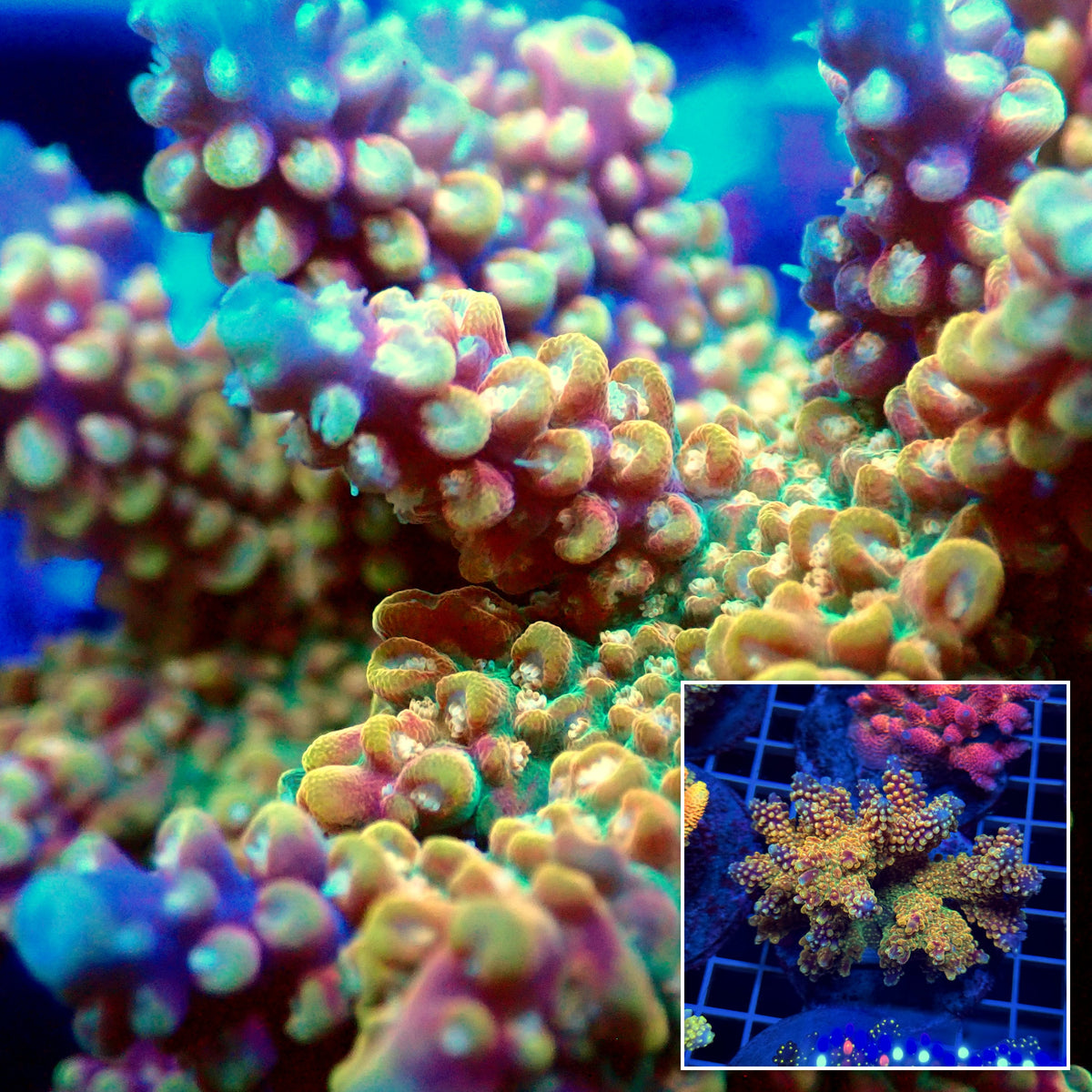 Acro Colony T3E12