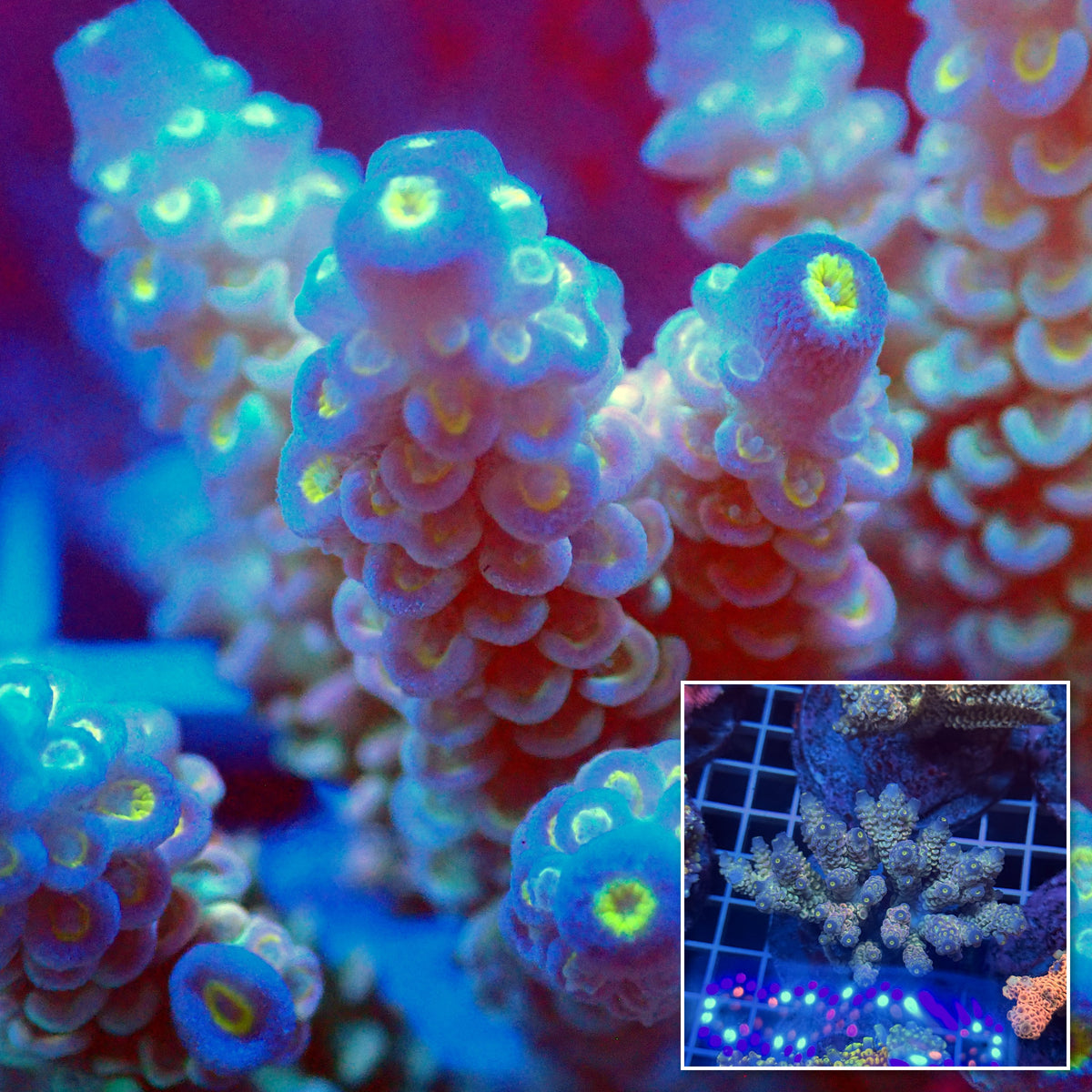 Acro Colony T3E13