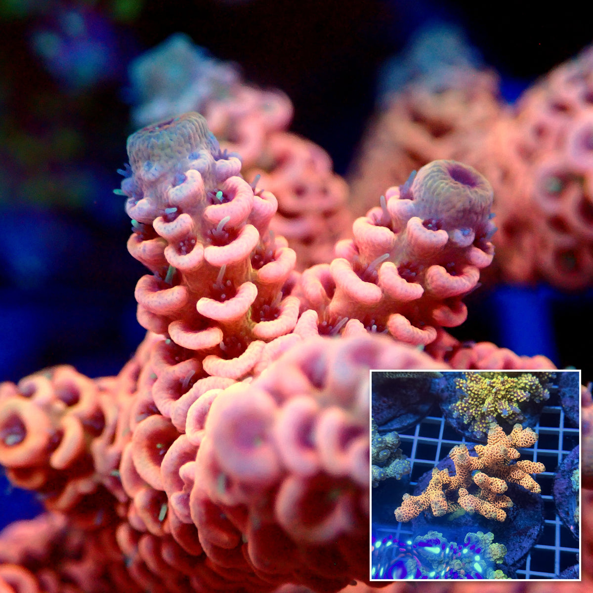 Acro Colony T3E14