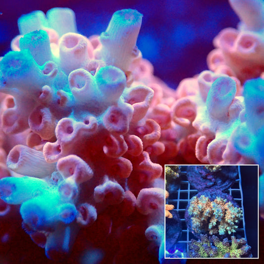 Acro Colony T3E15