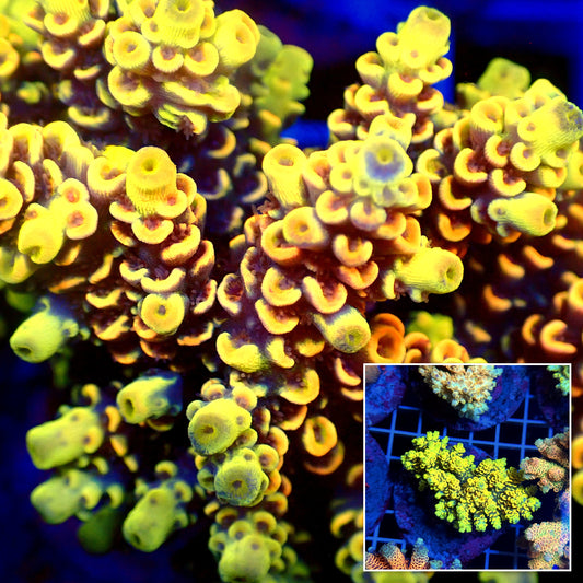 Acro Colony T3E2