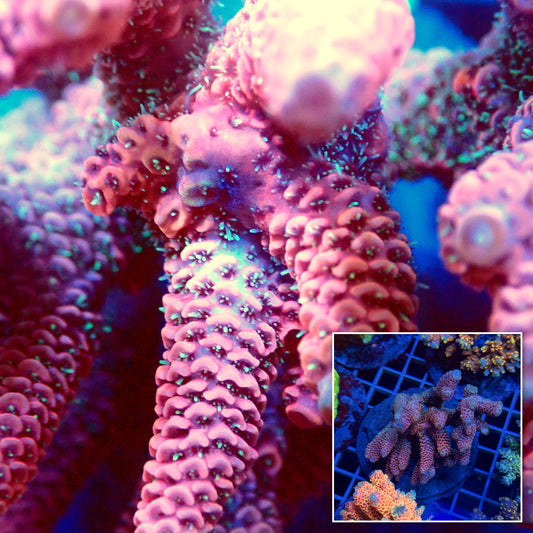 Acro Colony T3E4
