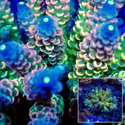 Acro Colony T3E5