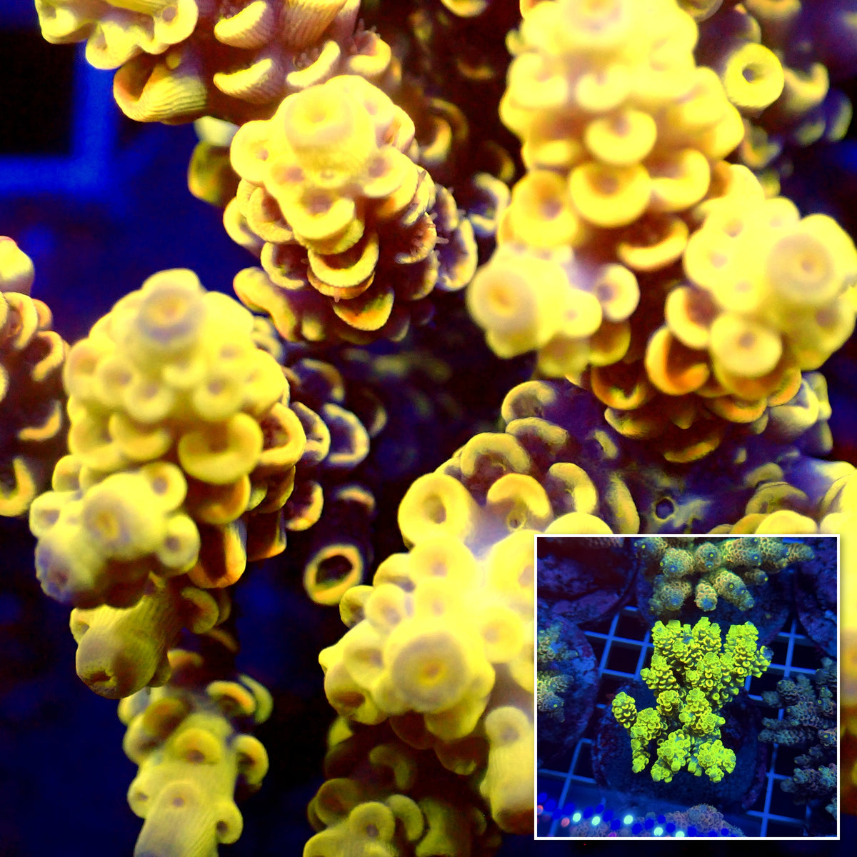Acro Colony T3E6
