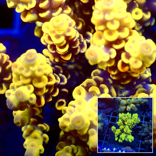Acro Colony T3E6