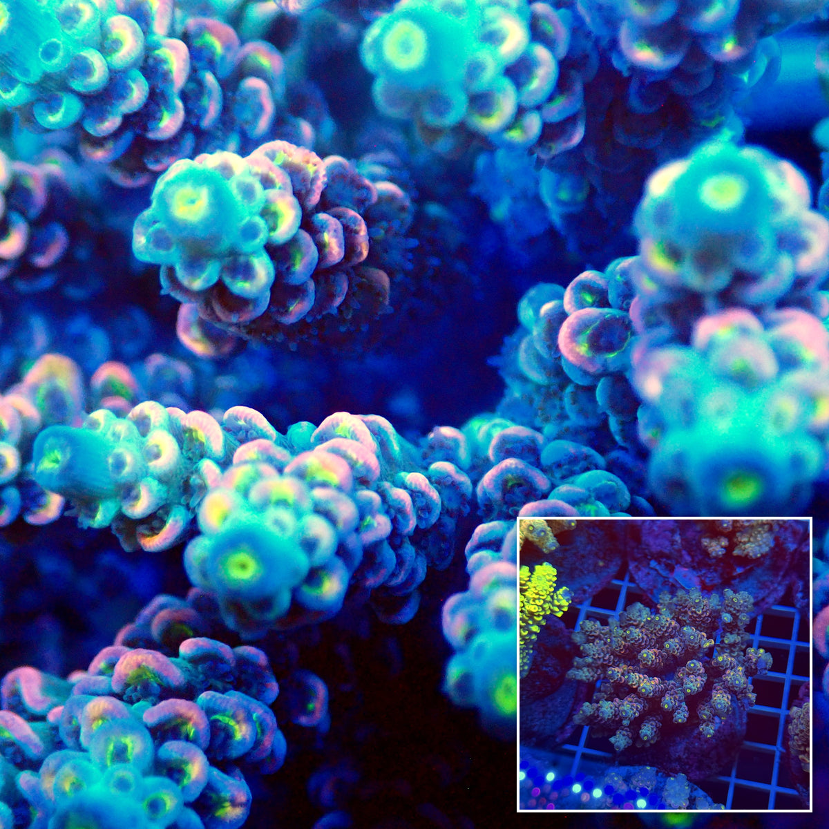 Acro Colony T3E7