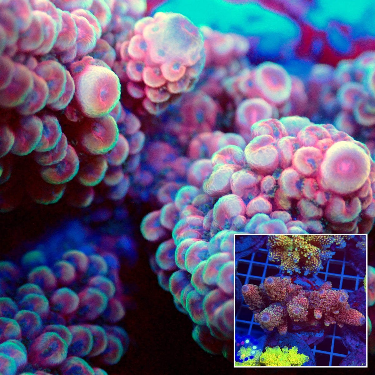 Acro Colony T3E8