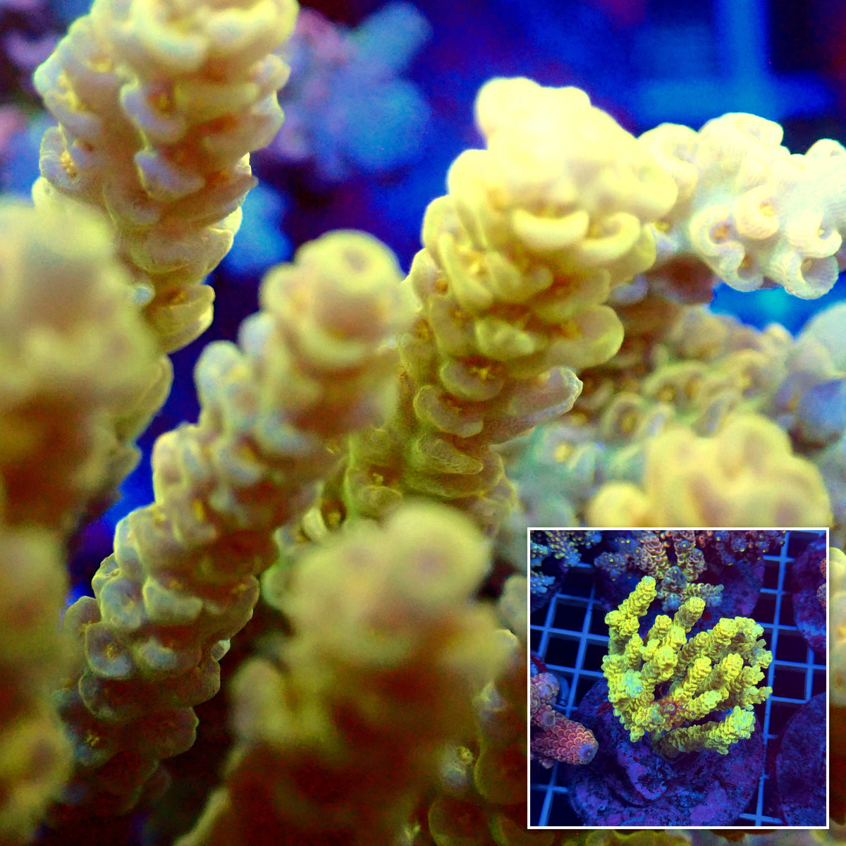 Acro Colony T3E9