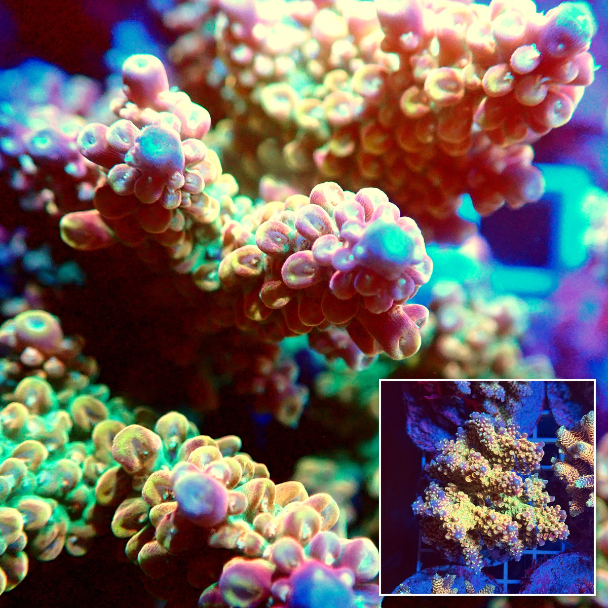 Acro Colony T3F1