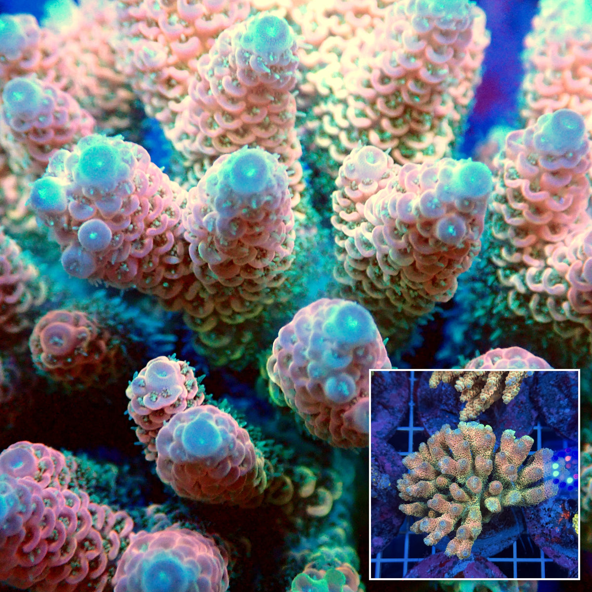 Acro Colony T3F10