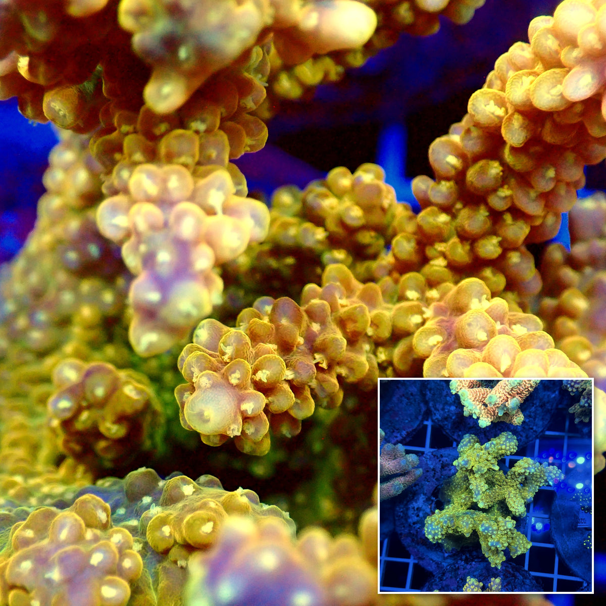 Acro Colony T3F11