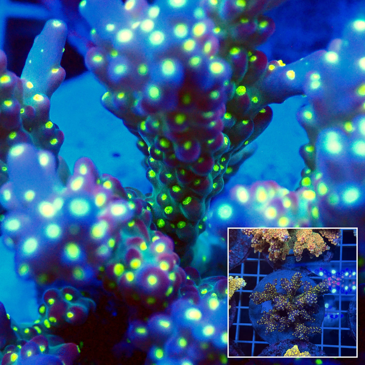 Acro Colony T3F12