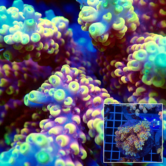 Acro Colony T3F13