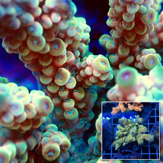 Acro Colony T3F14
