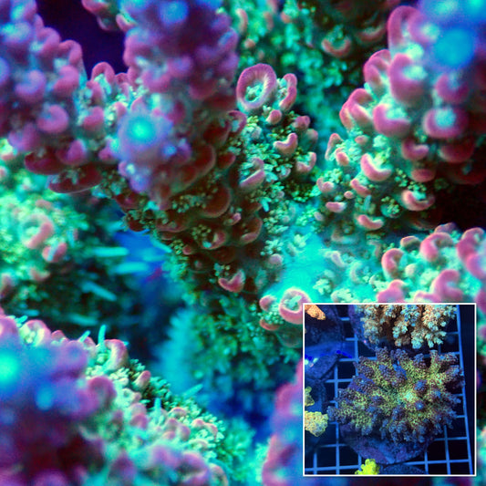 Acro Colony T3F15