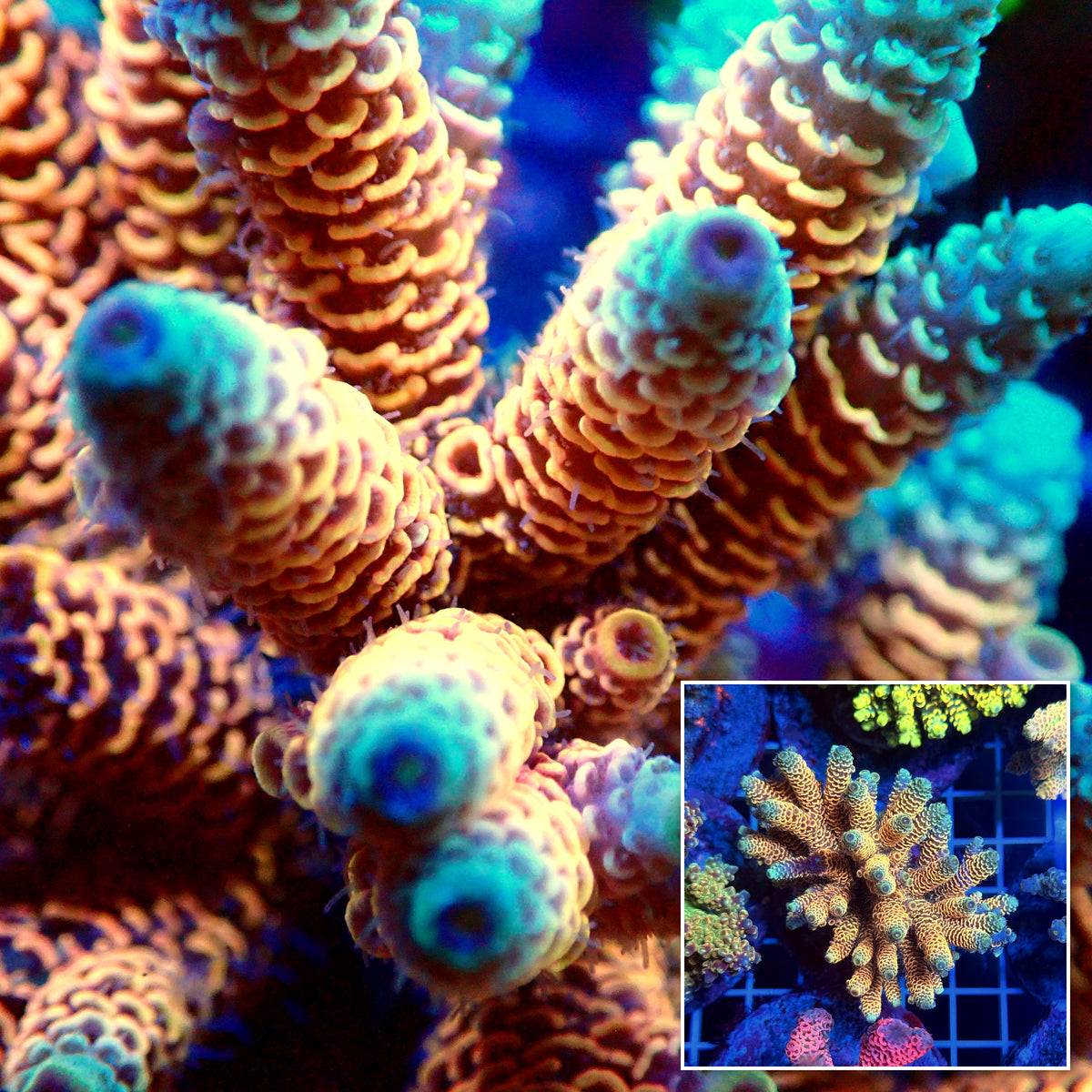 Acro Colony T3F2