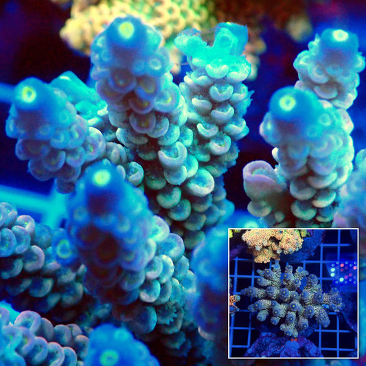 Acro Colony T3F3