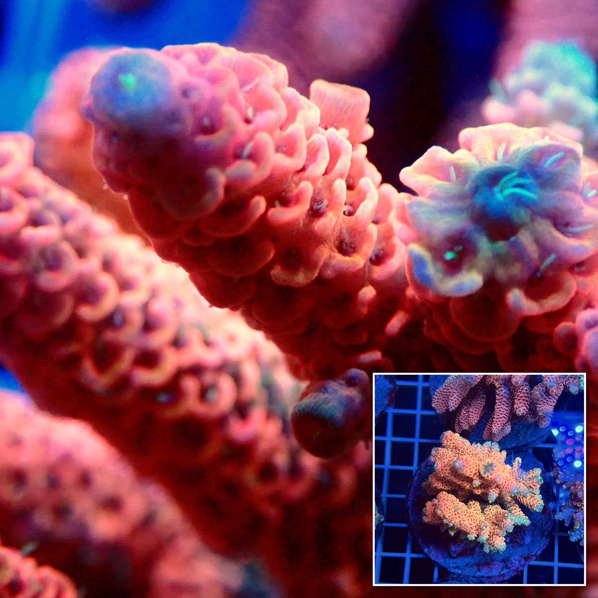 Acro Colony T3F4