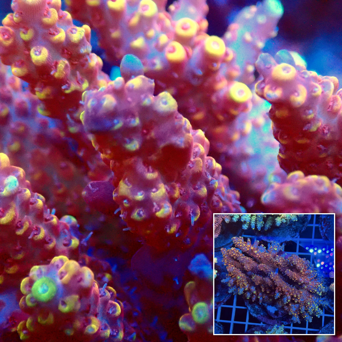 Acro Colony T3F5