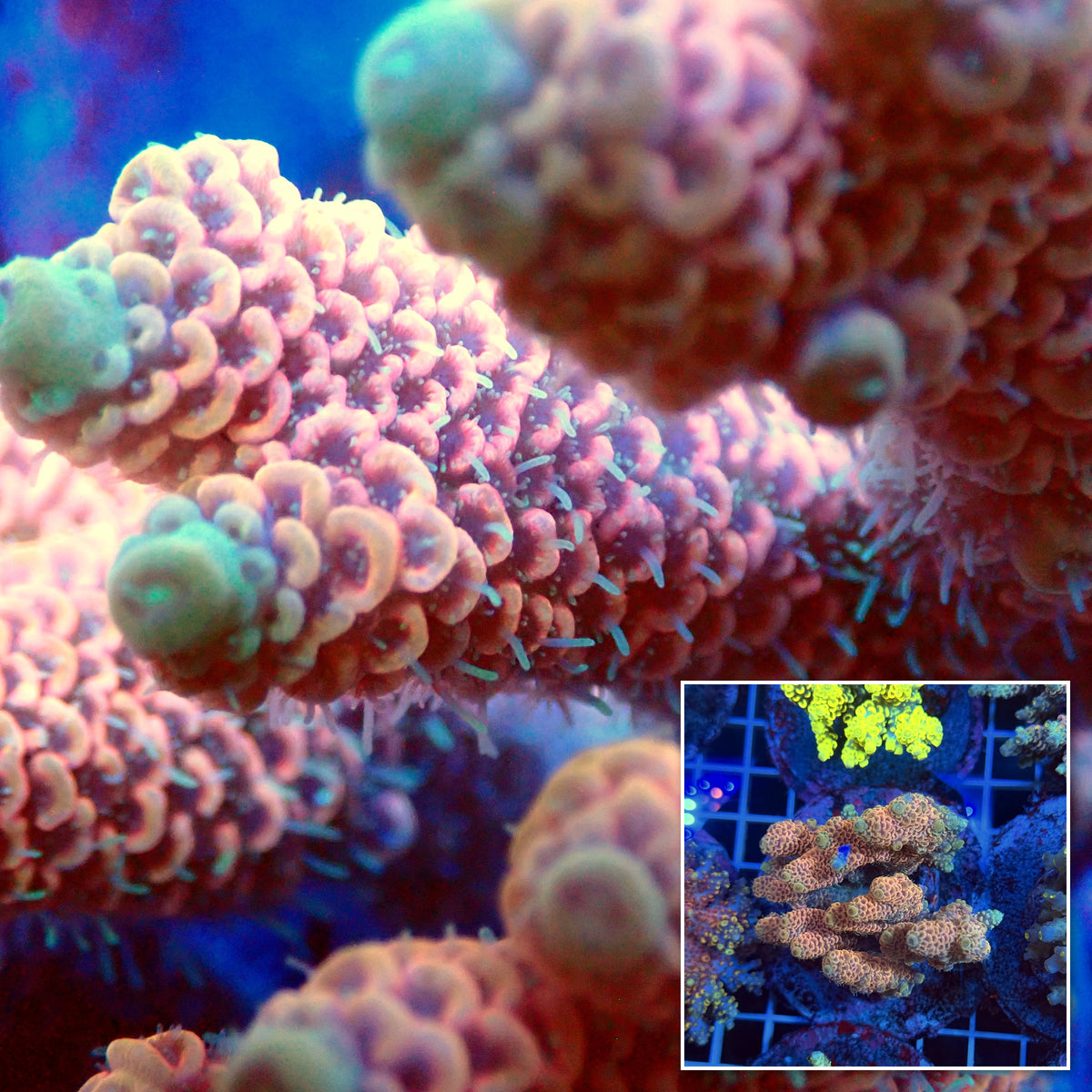 Acro Colony T3F6