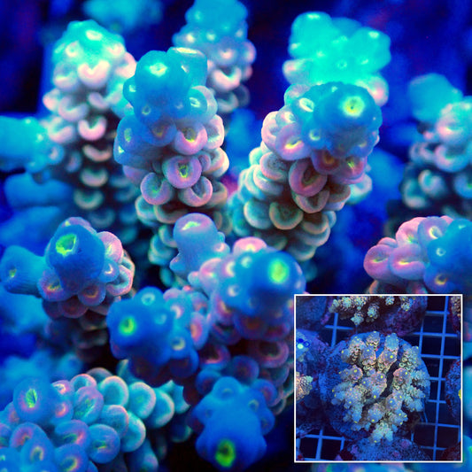 Acro Colony T3F7