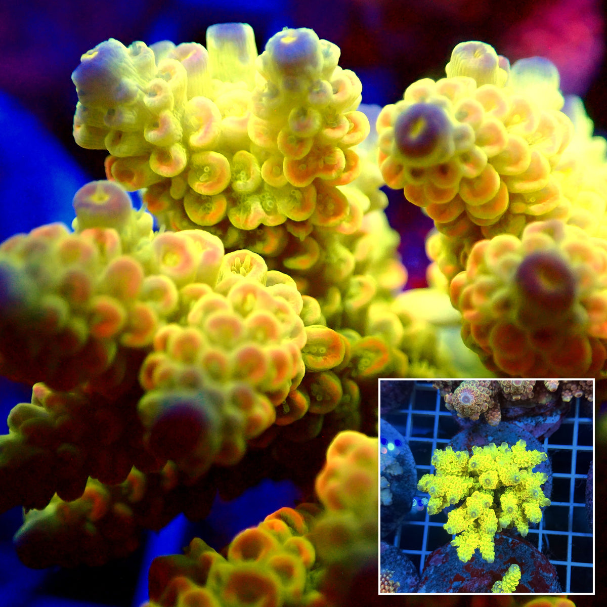 Acro Colony T3F8