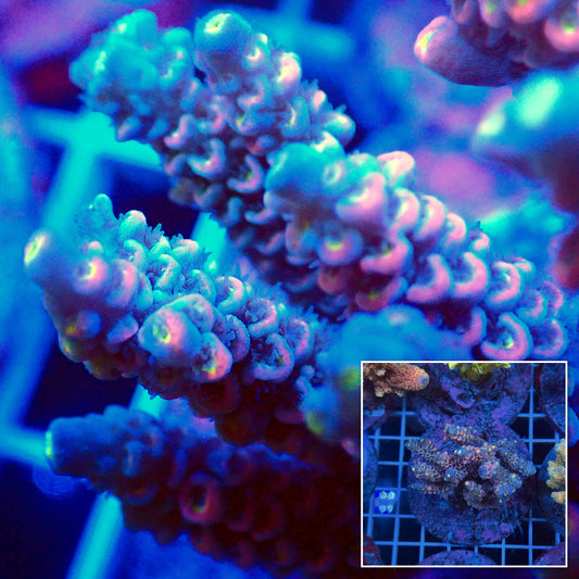 Acro Colony T3F9