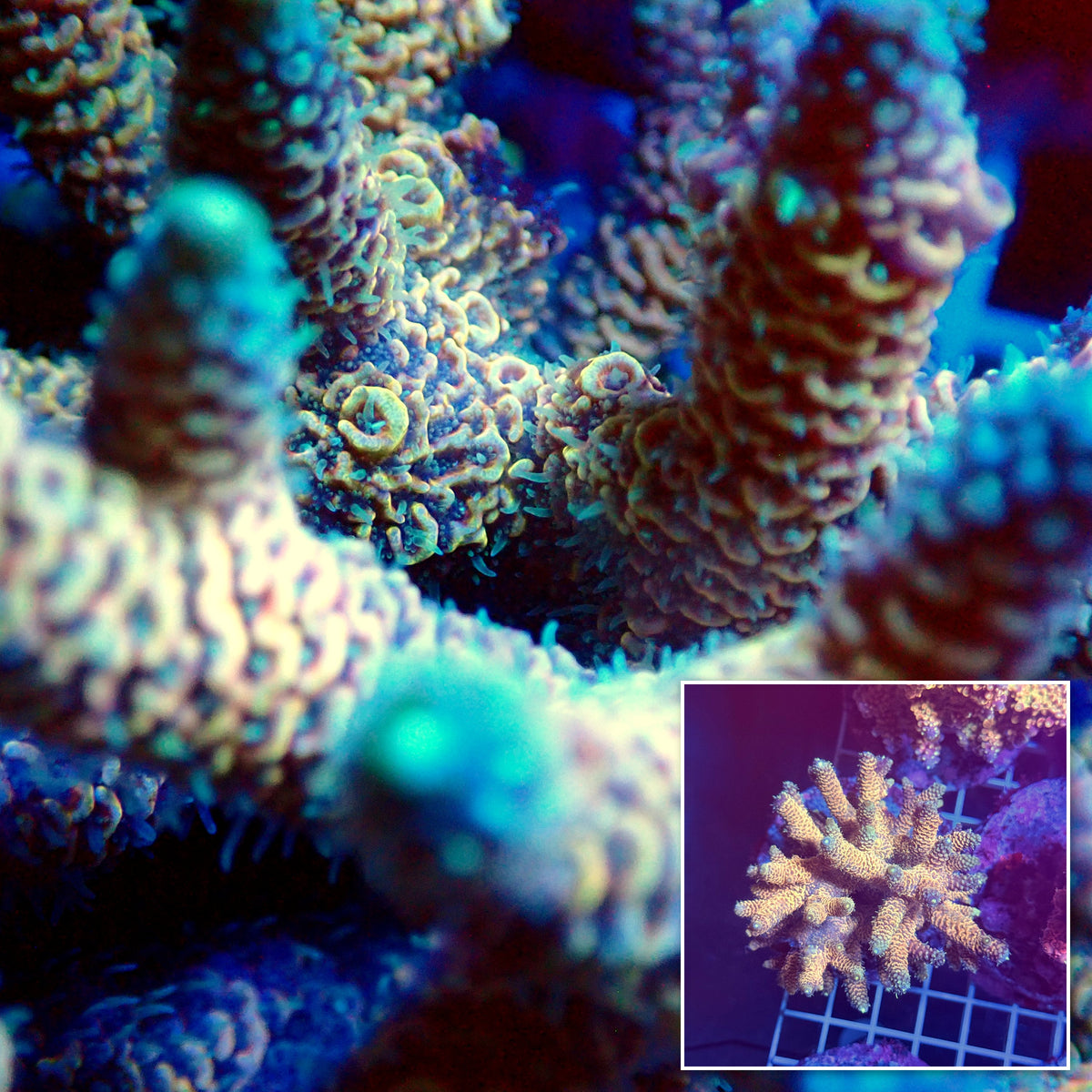 Acro Colony T3G1