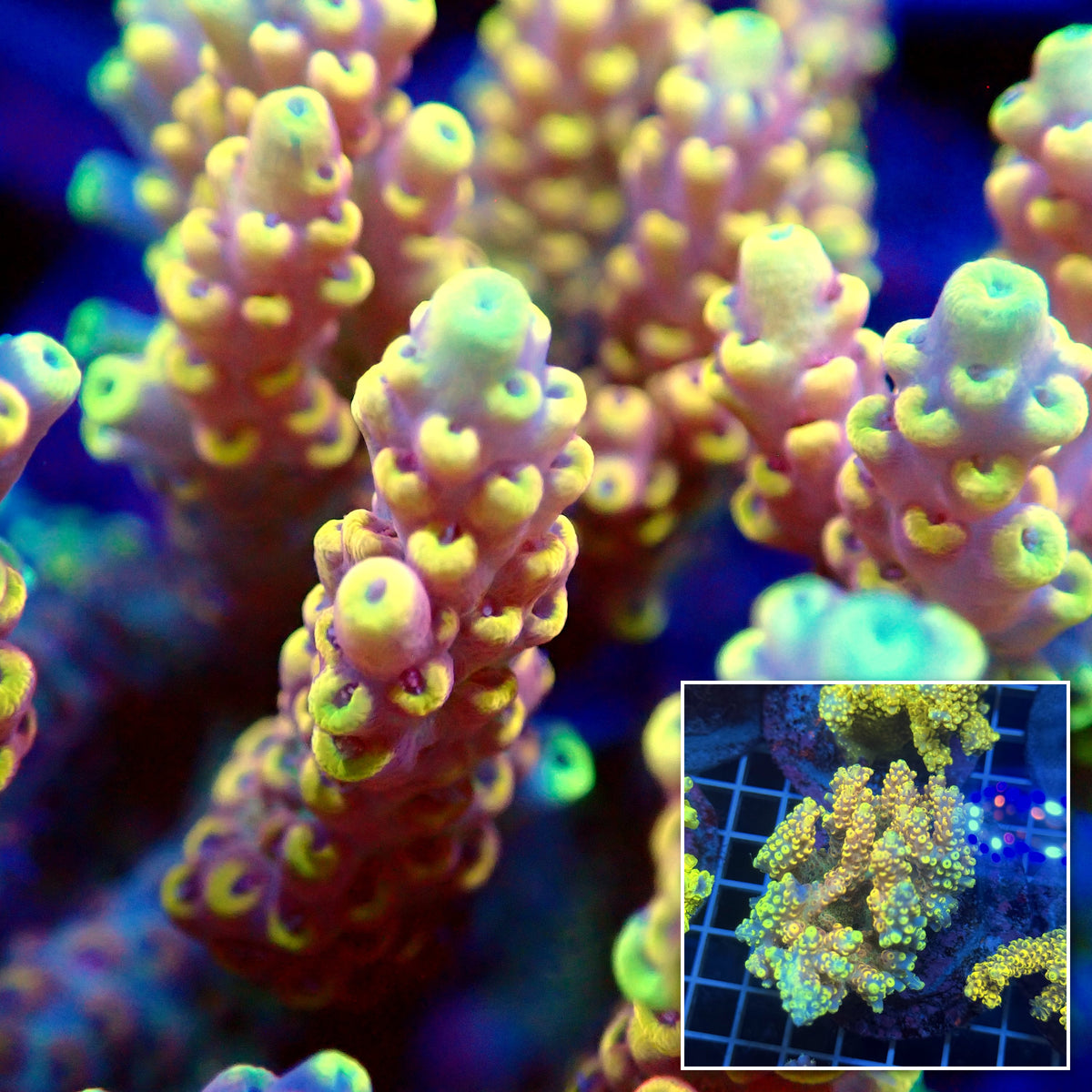 Acro Colony T3G11