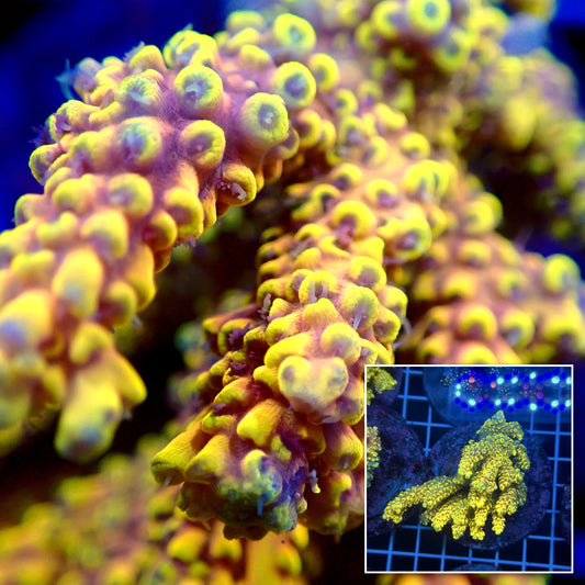 Acro Colony T3G12