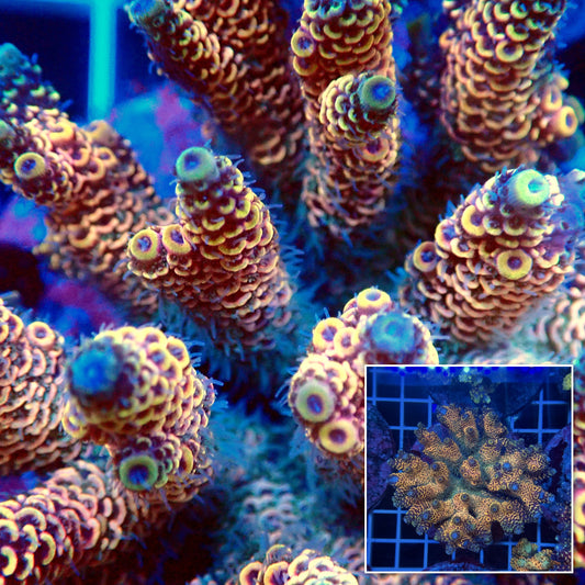 Acro Colony T3G13