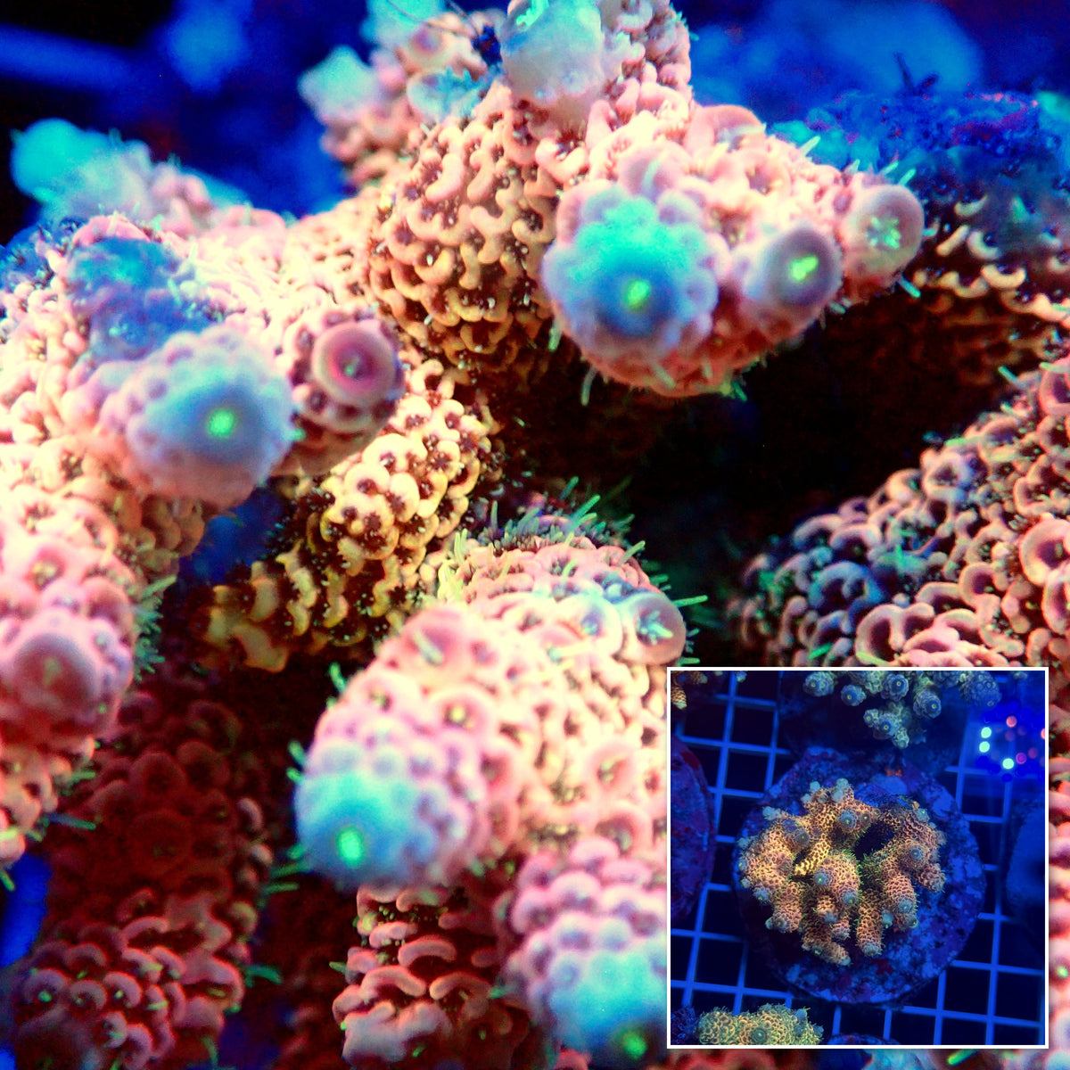 Acro Colony T3G3