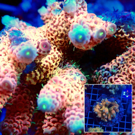 Acro Colony T3G3