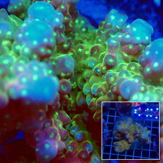 Acro Colony T3G4