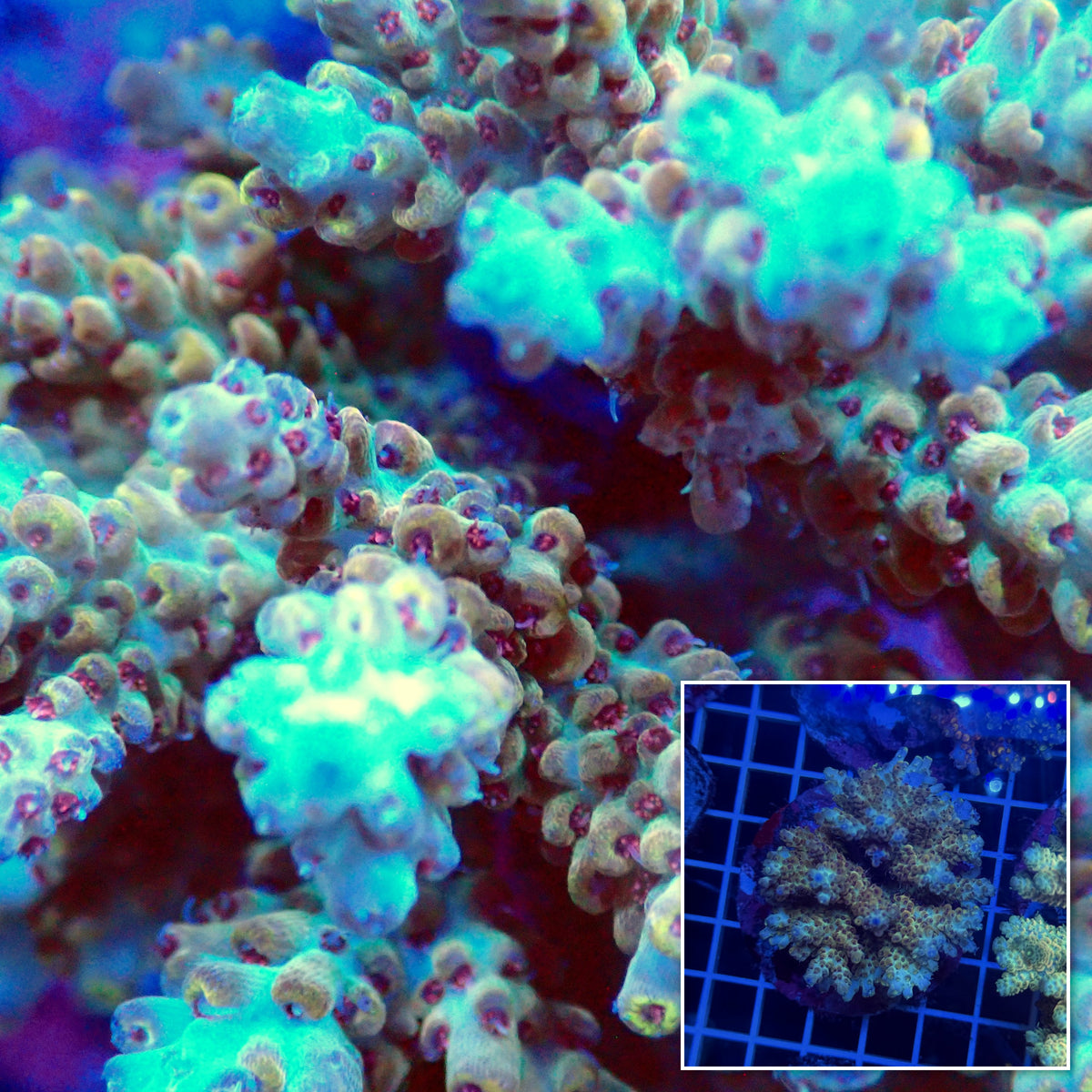 Acro Colony T3G5
